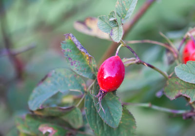 Close-up of tomato growing on tree