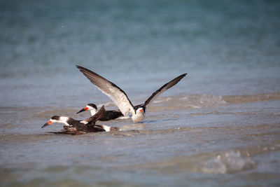 Flock of black skimmer terns rynchops niger on the beach at clam pass in naples, florida