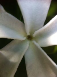 Close-up of white flower