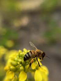 Close-up of bee on flower