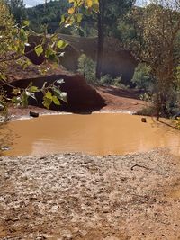 Scenic view of river in forest