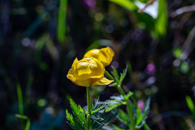 Close-up of red rose