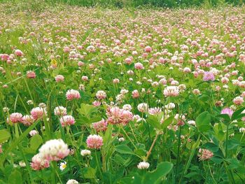 Close-up of flowers blooming in field