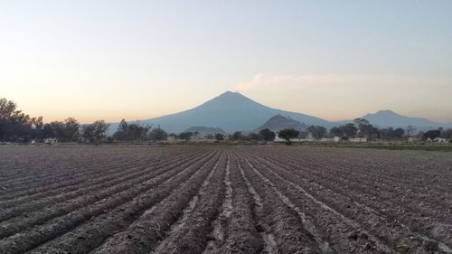 Scenic view of agricultural field against clear sky