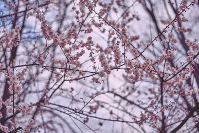 Low angle view of cherry blossoms