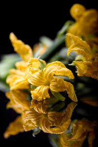 Close-up of yellow flowers