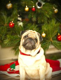 Close-up of a dog sitting on christmas tree