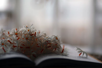 Close-up of open book on table at home