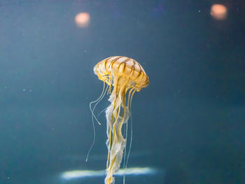 Close-up of jellyfish swimming in water