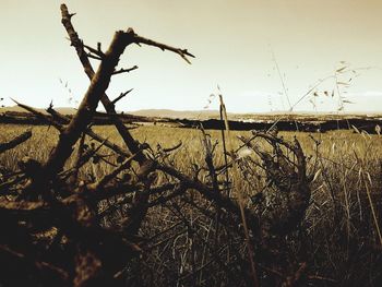 Bare trees on field