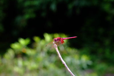 Close-up of red flower