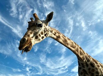 Low angle view of giraffe against sky