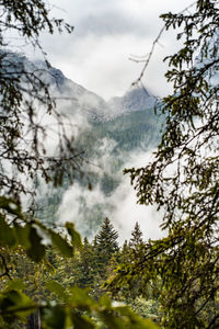 Scenic view of trees and mountains against sky