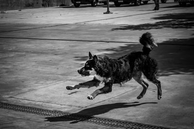 Dogs on street
