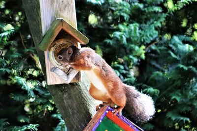 Monkey on a tree