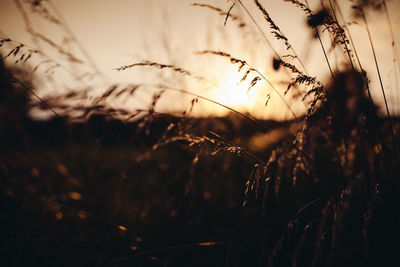 Close-up of plants growing on field