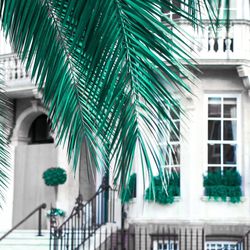 Close-up of palm tree by building