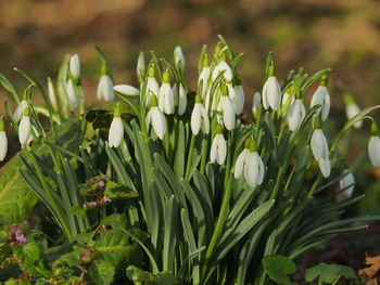 Close-up of white flowering plants on field