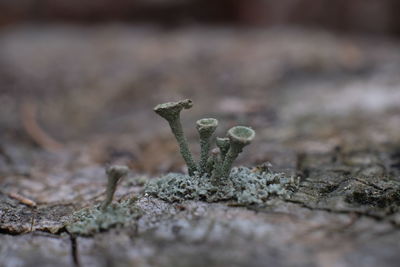 Close-up of lichen on wood