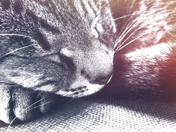 Close-up of cat sleeping