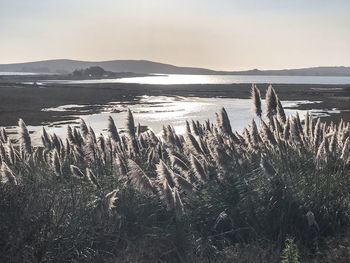 Plants growing in water against sky