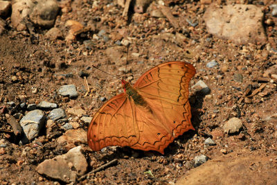 High angle view of butterfly on dry land