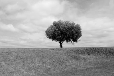 Tree on field against sky