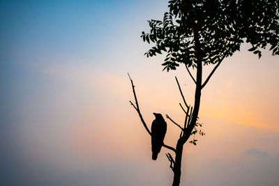 Silhouette bird on branch against sky during sunset