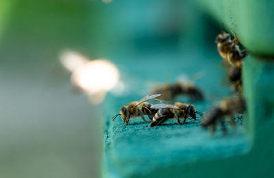 Honeybees at home