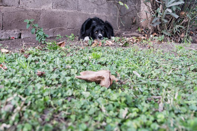 Portrait of black dog lying on grass