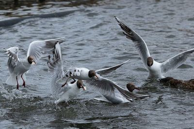 Flock of birds in lake