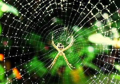 Close-up of spider web