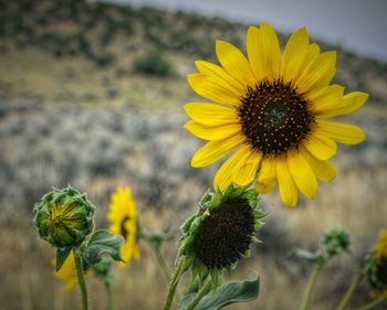 Close-up of sunflower on field