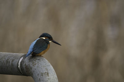 Close-up of bird perching