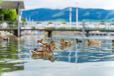 Duck swimming in lake