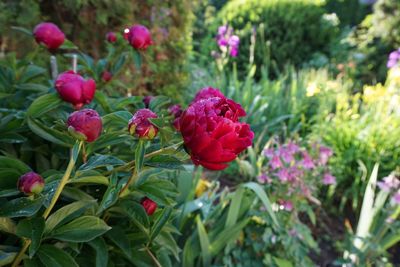 Close-up of red flowering plants