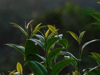 plant