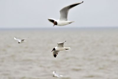 Seagulls flying over sea