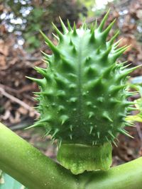 Close-up of succulent plant