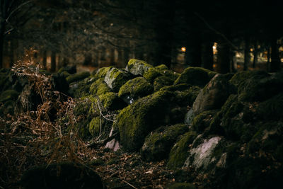 Close-up of moss growing on rock