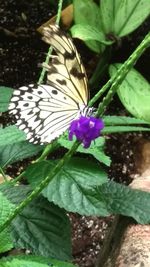 Close-up of butterfly on plant