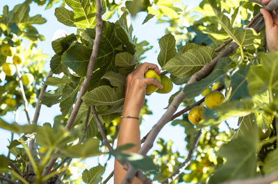 Hands picking a big fig from a tall branch of the tree.