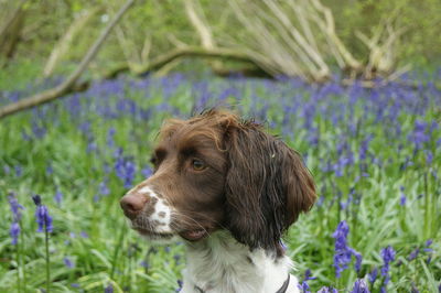 Close-up of dog on field