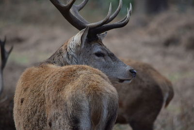 Deer in forest