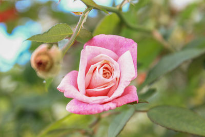 Close-up of pink rose