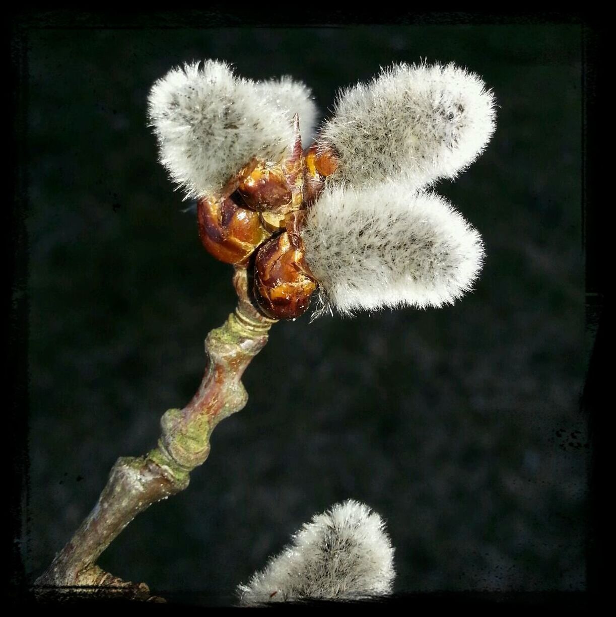 flower, close-up, focus on foreground, animal themes, auto post production filter, wildlife, animals in the wild, transfer print, nature, fragility, insect, stem, one animal, outdoors, beauty in nature, dandelion, growth, no people, plant, day