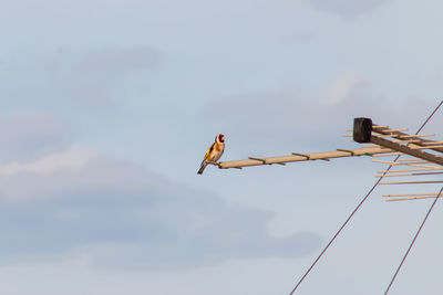 Low angle view of bird perching on cable against sky