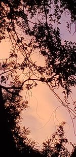 Low angle view of silhouette trees against sky at sunset