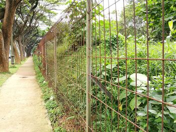 View of trees