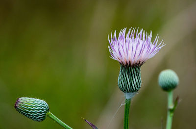 Close-up of purple thistle flower